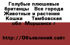 Голубые плюшевые британцы - Все города Животные и растения » Кошки   . Тамбовская обл.,Моршанск г.